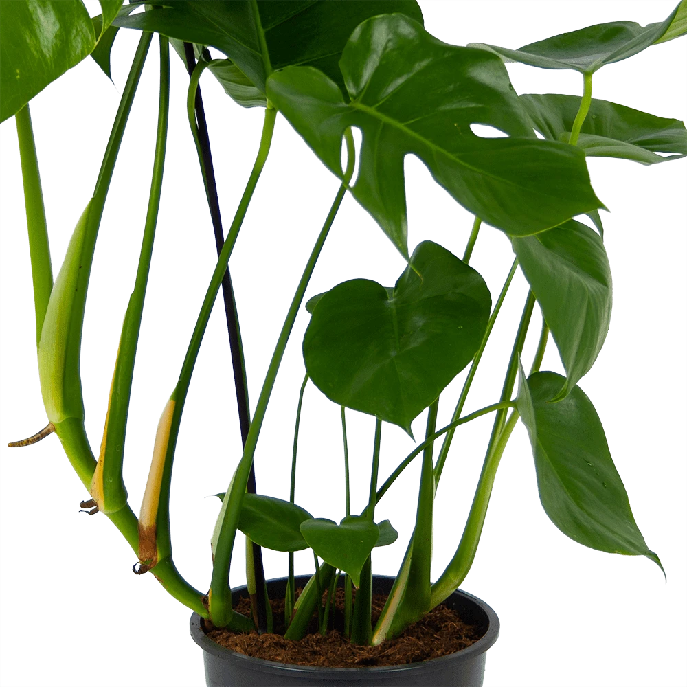 Monstera Deliciosa - Gatenplant - P24 H100 - Kamerplant 4 Monstera Deliciosa - Gatenplant - P24 H100 - Kamerplant - Afbeelding 2