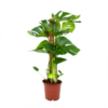 Monstera Deliciosa Op Mosstok - Gatenplant - P19 H80 - Kamerplant -FloraHome Verkoopwinkel monstera deliciosa op mosstok gatenplant p19 h80 1