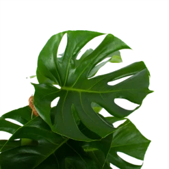 Monstera Deliciosa Op Mosstok - Gatenplant - P19 H80 - Kamerplant -FloraHome Verkoopwinkel monstera deliciosa op mosstok gatenplant p19 h80 4