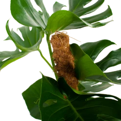 Monstera Deliciosa Op Mosstok - Gatenplant - P19 H80 - Kamerplant -FloraHome Verkoopwinkel monstera deliciosa op mosstok gatenplant p19 h80 5