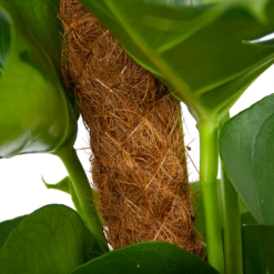 Monstera Deliciosa Op Mosstok - Gatenplant - P19 H80 - Kamerplant -FloraHome Verkoopwinkel monstera deliciosa op mosstok gatenplant p19 h80 6