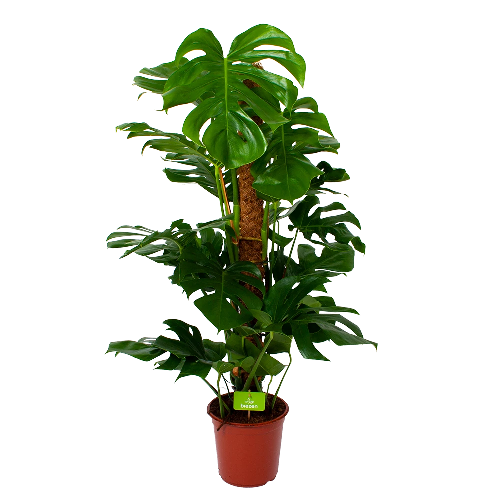 Monstera Deliciosa Op Mosstok - Gatenplant - P24 H120 - Kamerplant 3 Monstera Deliciosa Op Mosstok - Gatenplant - P24 H120 - Kamerplant