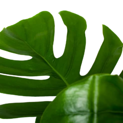 Monstera Deliciosa Op Mosstok - Gatenplant - P24 H120 - Kamerplant 8 Monstera Deliciosa Op Mosstok - Gatenplant - P24 H120 - Kamerplant -FloraHome Verkoopwinkel monstera deliciosa op mosstok gatenplant p24 h120 6