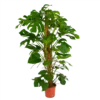 Monstera Deliciosa Op Mosstok - Gatenplant - P24 H150 - Kamerplant -FloraHome Verkoopwinkel monstera deliciosa op mosstok gatenplant p24 h150 1