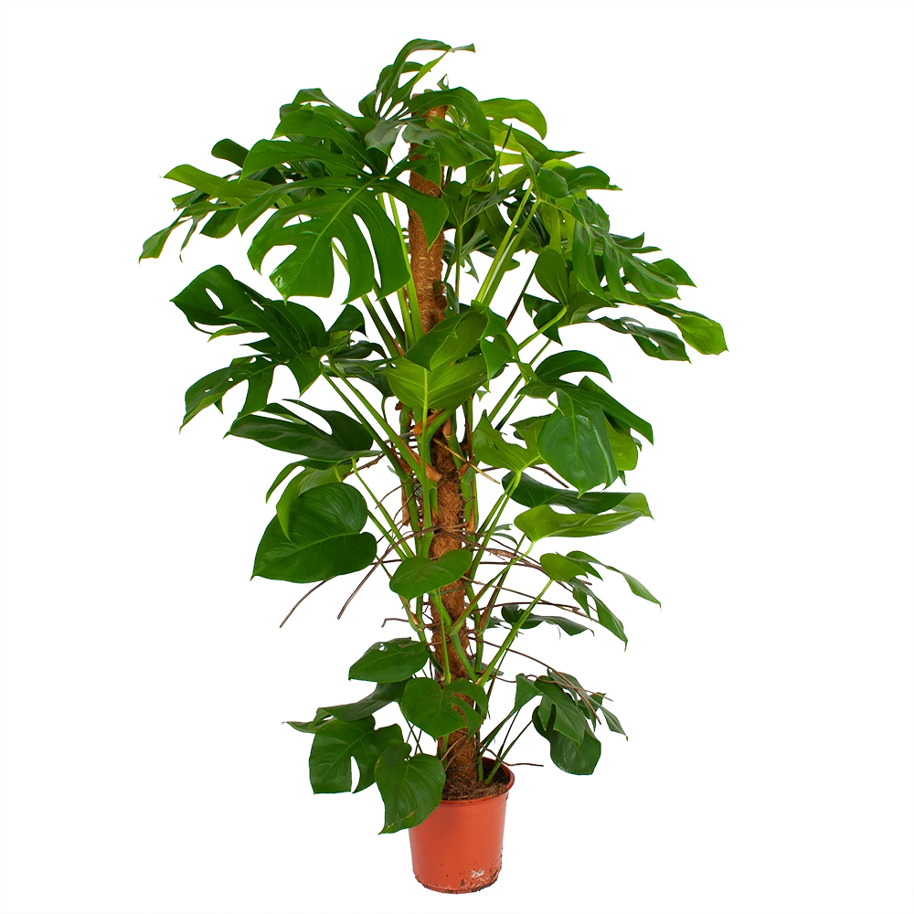 Monstera Deliciosa plant