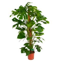 Monstera Deliciosa Op Mosstok - Gatenplant - P24 H150 - Kamerplant -FloraHome Verkoopwinkel monstera deliciosa op mosstok gatenplant p24 h150 4
