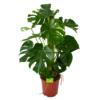 Monstera Deliciosa Op Mosstok - Gatenplant - P27 H120 - Kamerplant -FloraHome Verkoopwinkel monstera deliciosa op mosstok gatenplant p27 h120 1 3