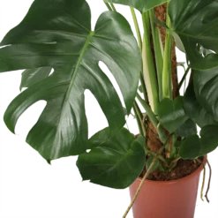 Monstera Deliciosa Op Mosstok - Gatenplant - P27 H120 - Kamerplant -FloraHome Verkoopwinkel monstera deliciosa op mosstok gatenplant p27 h120 5 3