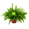 Nephrolepis Exalata Green Lady - Krulvaren - P19 H60 - Kamerplant 1 Nephrolepis Exalata Green Lady - Krulvaren - P19 H60 - Kamerplant -FloraHome Verkoopwinkel nephrolepis exalata green lady krulvaren p19 h60 4