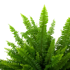 Nephrolepis Exalata Green Lady - Krulvaren - P19 H60 - Kamerplant -FloraHome Verkoopwinkel nephrolepis exalata green lady krulvaren p19 h60 5