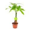 Pachira Aquatica - Geldboom - P12 H45 - Kamerplant 2 Pachira Aquatica - Geldboom - P12 H45 - Kamerplant -FloraHome Verkoopwinkel pachira aquatica geldboom p12 h45 1