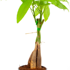 Pachira Aquatica - Geldboom - P12 H45 - Kamerplant -FloraHome Verkoopwinkel pachira aquatica geldboom p12 h45 5