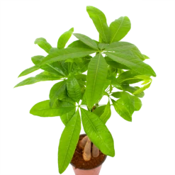 Pachira Aquatica - Geldboom - P12 H45 - Kamerplant -FloraHome Verkoopwinkel pachira aquatica geldboom p12 h45 6