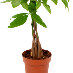 Pachira Aquatica - Geldboom - P17 H60 - Kamerplant -FloraHome Verkoopwinkel pachira aquatica geldboom p17 h60 5