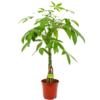 Pachira Aquatica - Geldboom - P19 H80 - Kamerplant