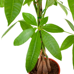 Pachira Aquatica - Geldboom - P19 H80 - Kamerplant -FloraHome Verkoopwinkel pachira aquatica geldboom p19 h80 5