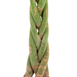 Pachira Aquatica - Geldboom - P23 H110 - Kamerplant -FloraHome Verkoopwinkel pachira aquatica geldboom p23 h110 5 1