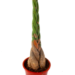 Pachira Aquatica - Geldboom - P27 H150 - Kamerplant 7 Pachira Aquatica - Geldboom - P27 H150 - Kamerplant -FloraHome Verkoopwinkel pachira aquatica geldboom p27 h150 5