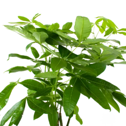 Pachira Aquatica - Geldboom - P27 H150 - Kamerplant 8 Pachira Aquatica - Geldboom - P27 H150 - Kamerplant -FloraHome Verkoopwinkel pachira aquatica geldboom p27 h150 6