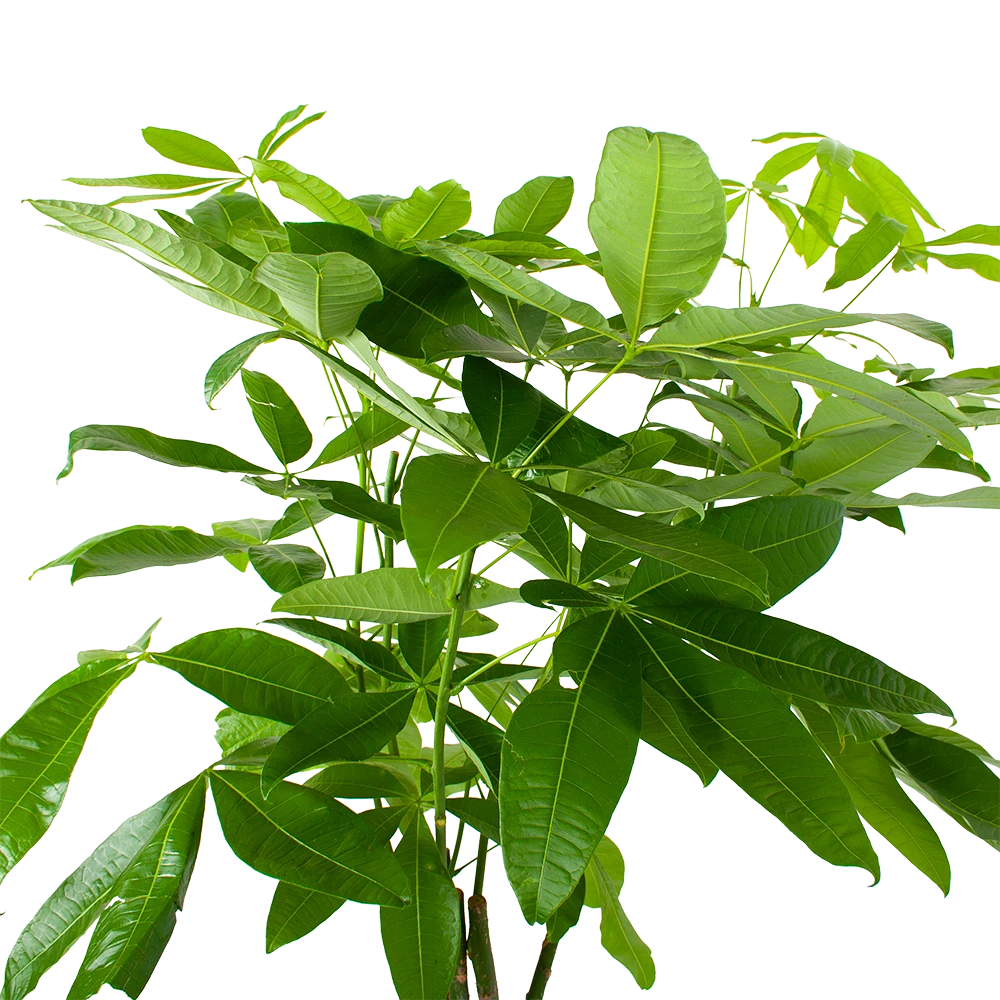 Pachira Aquatica - Geldboom - P27 H150 - Kamerplant 5 Pachira Aquatica - Geldboom - P27 H150 - Kamerplant - Afbeelding 3