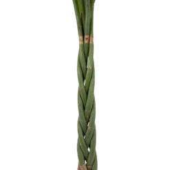 Pachira Aquatica - Geldboom - P30 H150 - Kamerplant -FloraHome Verkoopwinkel pachira aquatica geldboom p30 h150 5 1