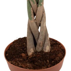 Pachira Aquatica - Geldboom - P30 H150 - Kamerplant -FloraHome Verkoopwinkel pachira aquatica geldboom p30 h150 6 1