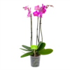 3 Taks Phalaenopsis Evolution - Vlinderorchidee - P12 H60 - Kamerplant -FloraHome Verkoopwinkel phalaenopsis vlinderorchidee 3 taks p12 h60 donker roze 4