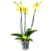 3 Taks Phalaenopsis Limelight - Vlinderorchidee - P12 H60 - Kamerplant -FloraHome Verkoopwinkel phalaenopsis vlinderorchidee 3 taks p12 h60 geel 4