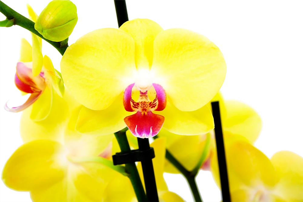 3 Taks Phalaenopsis Limelight - Vlinderorchidee - P12 H60 - Kamerplant 4 3 Taks Phalaenopsis Limelight - Vlinderorchidee - P12 H60 - Kamerplant - Afbeelding 2