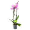3 Taks Phalaenopsis Bloomington - Vlinderorchidee - P12 H60 - Kamerplant -FloraHome Verkoopwinkel phalaenopsis vlinderorchidee 3 taks p12 h60 roze 4