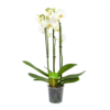 3 Taks Phalaenopsis Lighthouse - Vlinderorchidee - P12 H60 - Kamerplant -FloraHome Verkoopwinkel phalaenopsis vlinderorchidee 3 taks p12cm h60cm wit 4