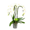 Phalaenopsis - Vlinderorchidee - 3 Taks - Waterfall - P12 H60 Wit - Kamerplant -FloraHome Verkoopwinkel phalaenopsis vlinderorchidee 3 taks waterfall p12cm h60cm wit 4