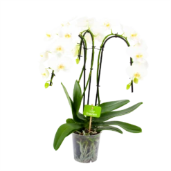 Phalaenopsis - Vlinderorchidee - 3 Taks - Waterfall - P12 H60 Wit - Kamerplant