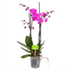 4 Taks Phalaenopsis Evolution - Vlinderorchidee - P12 H60 - Kamerplant -FloraHome Verkoopwinkel phalaenopsis vlinderorchidee 4 taks p12 h60 donker roze 4