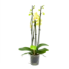 4 Taks Phalaenopsis Volterra - Vlinderorchidee - P12 H60 - Kamerplant -FloraHome Verkoopwinkel phalaenopsis vlinderorchidee 4 taks p12 h60 geel 4