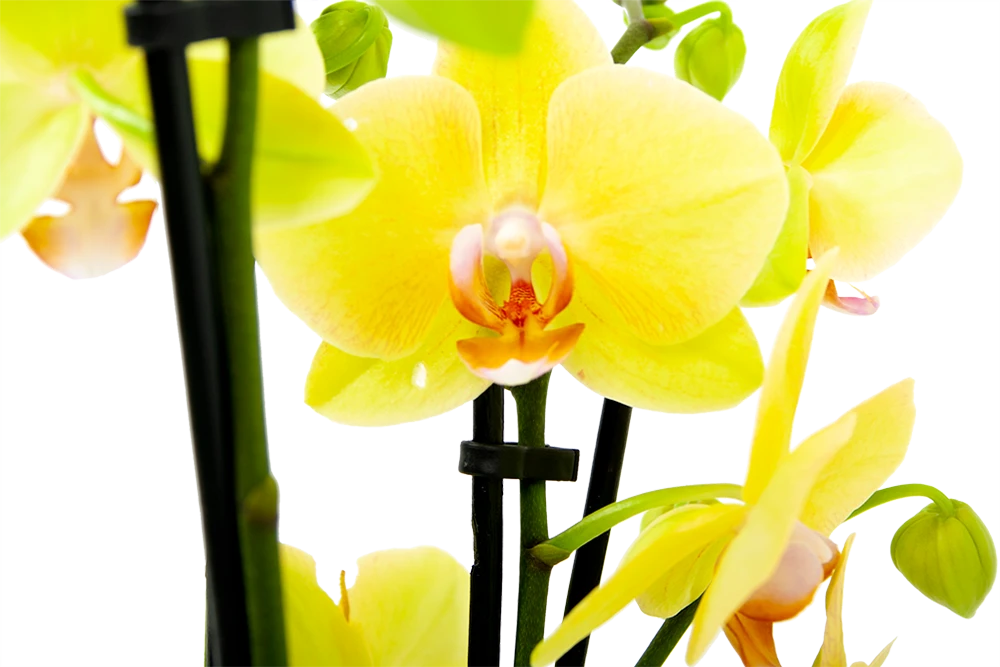 4 Taks Phalaenopsis Volterra - Vlinderorchidee - P12 H60 - Kamerplant 4 4 Taks Phalaenopsis Volterra - Vlinderorchidee - P12 H60 - Kamerplant - Afbeelding 2