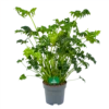 Philodendron Atlantis - P21 H75 - Kamerplant