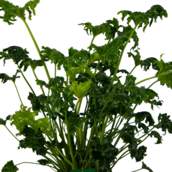 Philodendron Atlantis - P21 H75 - Kamerplant -FloraHome Verkoopwinkel philodendron atlantis p21 h75 kamerplant 3