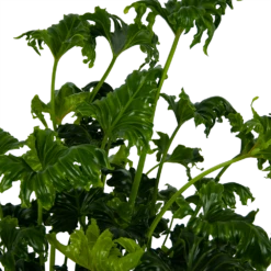 Philodendron Atlantis - P21 H75 - Kamerplant -FloraHome Verkoopwinkel philodendron atlantis p21 h75 kamerplant 4