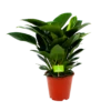 Philodendron Congo Apple - P19 H60 - Kamerplant -FloraHome Verkoopwinkel philodendron congo apple p19 h60 1 1