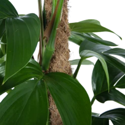Philodendron Florida Beauty Op Mosstok - P24 H80 - Kamerplant -FloraHome Verkoopwinkel philodendron florida beauty op mosstok p24 h80 6 1