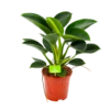 Philodendron Green Princess - P17 H50 - Kamerplant 2 Philodendron Green Princess - P17 H50 - Kamerplant -FloraHome Verkoopwinkel philodendron green princess p17 h50 1 1
