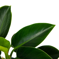 Philodendron Green Princess - P17 H50 - Kamerplant -FloraHome Verkoopwinkel philodendron green princess p17 h50 6 1