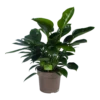 Philodendron Green Princess - P21 H70 - Kamerplant -FloraHome Verkoopwinkel philodendron green princess p21 h70 1 1