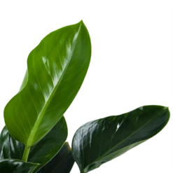 Philodendron Green Princess - P21 H70 - Kamerplant -FloraHome Verkoopwinkel philodendron green princess p21 h70 5