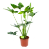 Philodendron Green Wonder - P19 H75 - Kamerplant 1 Philodendron Green Wonder - P19 H75 - Kamerplant -FloraHome Verkoopwinkel philodendron green wonder p19 h75 1 2