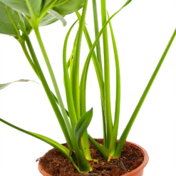 Philodendron Green Wonder - P19 H75 - Kamerplant -FloraHome Verkoopwinkel philodendron green wonder p19 h75 3 2