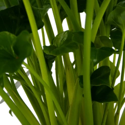 Philodendron Grizzly - P21 H55 - Kamerplant -FloraHome Verkoopwinkel philodendron grizzly p21 h55 5