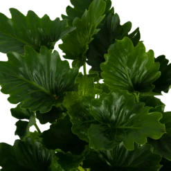 Philodendron Grizzly - P21 H55 - Kamerplant -FloraHome Verkoopwinkel philodendron grizzly p21 h55 6