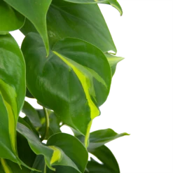 Philodendron Scandens Brasil Op Mosstok - P17 H75 - Kamerplant -FloraHome Verkoopwinkel philodendron scandens brasil op mosstok p17 h75 6 1